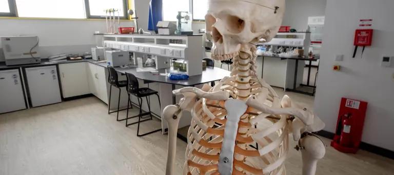 Skeleton at Bioquarter