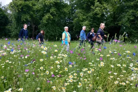 Wildflower Meadow