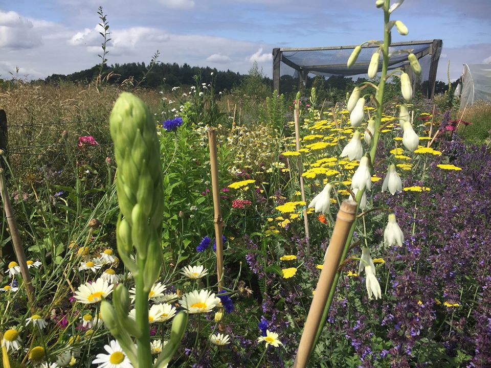 Wildflower field