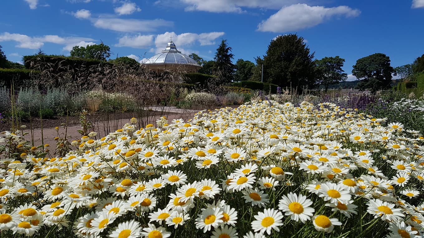 Daisies at Saughton Park