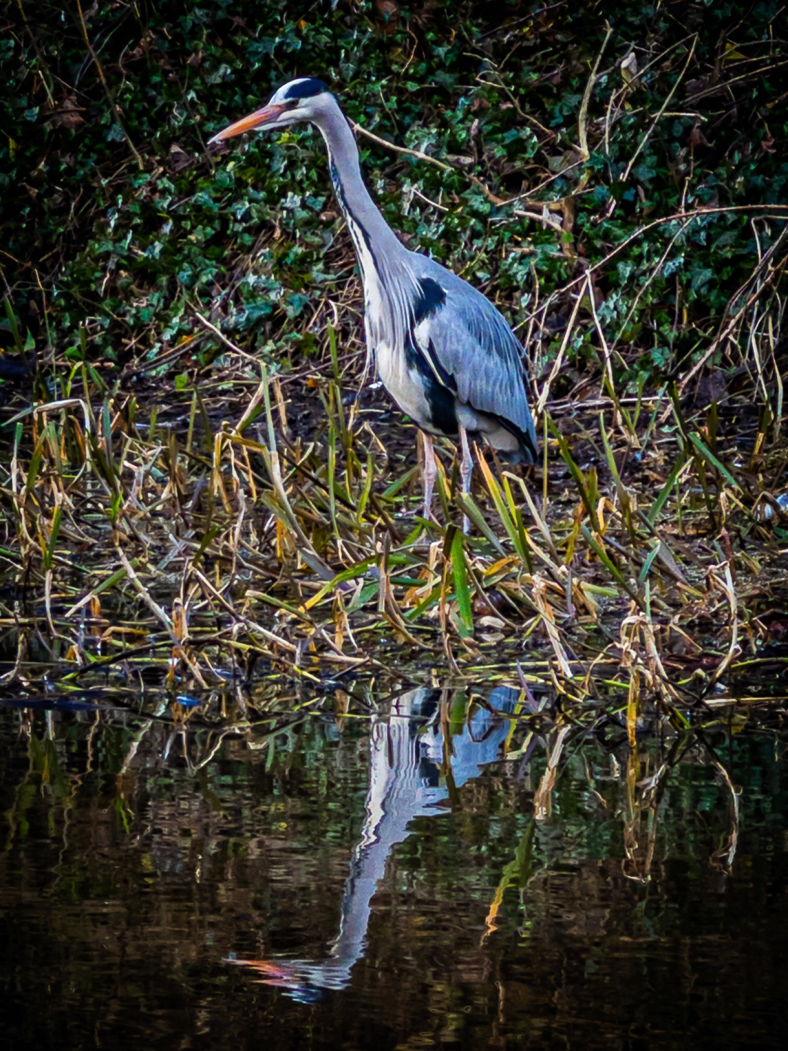 Image shows Grey Heron at Hailes Quarry Park