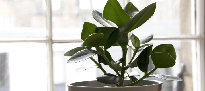 A plant next to a window at the Hope Park Counselling centre